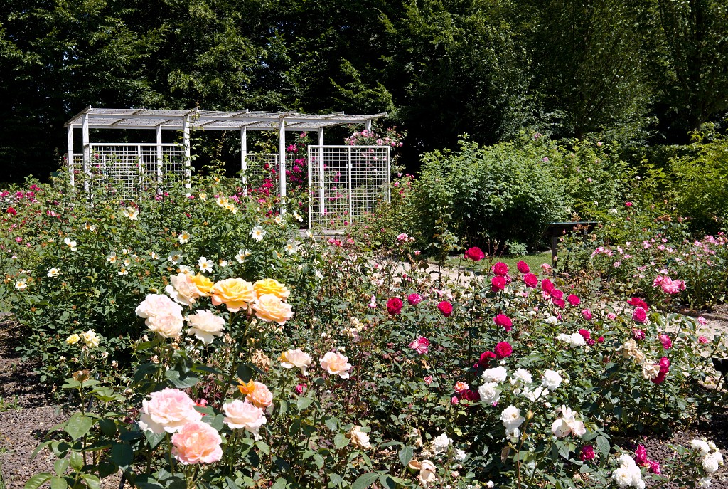 Rozentuin van Coloma